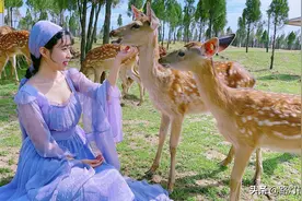 郑州人避暑都选择去哪里？这里的夏天只有22℃，还能和小鹿玩耍图片
