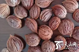 吐鲁番出土晋唐时期桃核 千年前这里就在栽培桃树图片