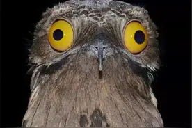 广西现大嘴怪鸟，白天伪装成树木，昆虫主动送上门，遇天敌就装死图片