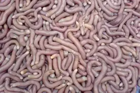 秋冬进补中药之沙虫图片