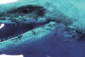 藏文科普 | 奇怪“软蛋”揭开恐龙繁殖之谜图片