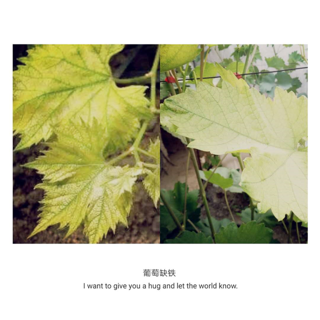 如何给葡萄快速补铁