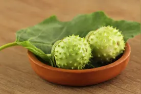 植物曼陀罗，花似喇叭果似球，它有什么用途？看文章了解下吧图片