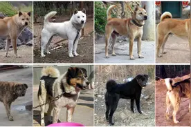 带你走进中华田园犬，一个丰富多样却常被误解的原生犬种图片