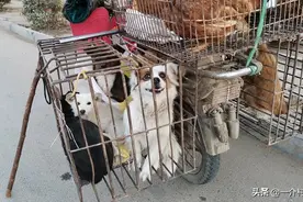 农村出现收狗人，每斤10块大量买狗，生意火爆，农民为啥要卖狗？图片