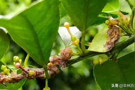 柑橘花期阴雨连绵，防病要及时图片