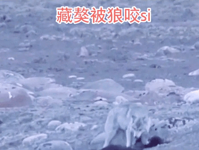 这头狼和狗群搏斗，咬死一头藏獒，其它狗灰溜溜的跑了图片