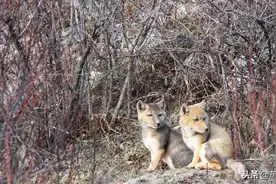 藏狐，把自己从萌物生生活成了表情包图片