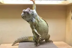 日本博主养了一只很会拍照的蜥蜴图片