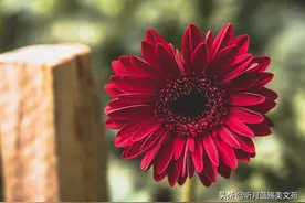 岁月深情，心有所爱，惦记一生图片