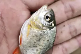 东莞河道有人发现“食人鱼”，其实这鱼早就入侵我国江河了？图片