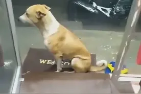 店主邀请流浪狗进来避雨，它却很“犹豫”，雨小点我就走图片