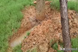 根部土壤杀菌消毒处理甲霜噁霉灵效果挺好图片