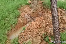 根部土壤杀菌消毒处理甲霜噁霉灵效果挺好图片