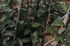 如何让“嫁接神木”叶仙直着长？掌握几点，让它长得又直又壮图片