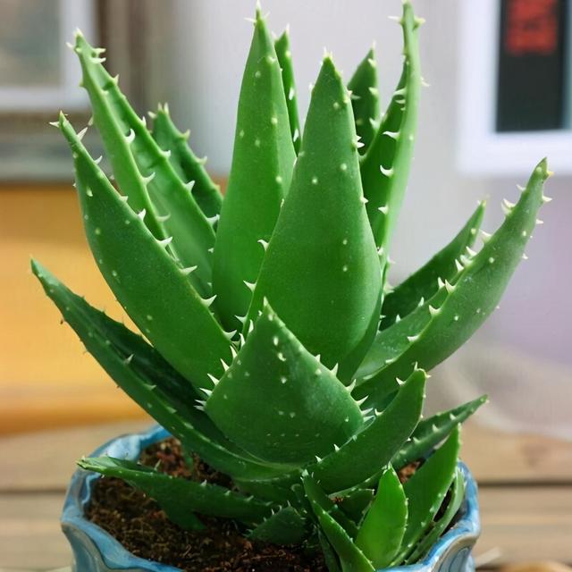 芦荟胶对付鸡皮肤