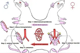 “公鼠怀孕实验”引围观，这个关键问题更值得追问图片