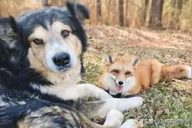 狐狸从小被狗带大，性格也逐渐“狗化”，根本没有狐狸的样子图片
