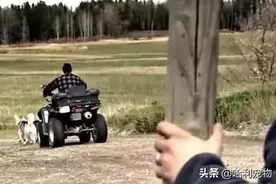 二哈惊人逆袭！主人遭黑熊袭击，哈士奇狼性大发吓退黑熊！图片