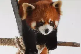 日照发现小熊猫！日照海洋公园及时进行救助图片