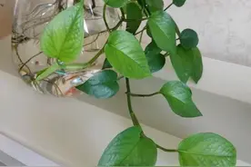 可以盆栽、水培的4种“绿植”，养眼茂盛，一个玻璃瓶就能养得旺图片