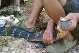 野外捉过山峰的时候带上几只蚂蝗，这是什么意思？有什么道理？图片