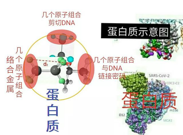 《宇宙的秘密全部揭开（二十四）分子生物学》