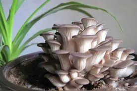 阳台花盆种蘑菇，半个月就长一茬，技术简单比养花还容易图片