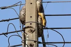 毒蛇爬上电线杆，母喜鹊拼命保护幼鹊，苦苦坚持，直到公喜鹊赶回图片