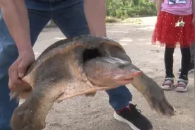 村民捕获“鳖王”，半米方圆、50多斤，专家却回复：建议炖汤图片