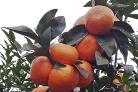以色列选育出“神奇”沃柑，树上保鲜150天不坏，可以边摘边卖图片