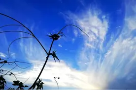 【七绝】瓜与藤图片