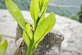 即使枯木，也要奋力发芽，重获新生图片