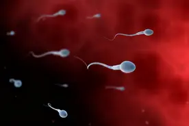 为什么有些动物的精子特别大？图片