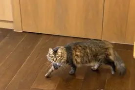 猫咪在办公室疯狂“作案”，副总裁群里发公告，福利引来网友羡慕图片