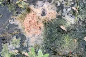 泡泡鳝鱼该不该钓？图片