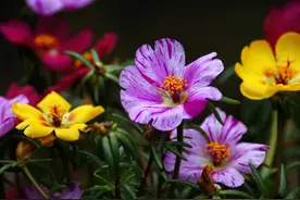 小时候常见的太阳花，养不好花的朋友可以试试，一年开花9个月图片