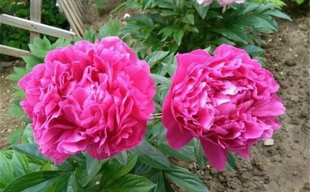 365天对应365种花,快看自己的生日,你属于哪种?