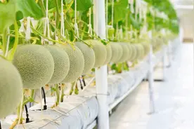 棚室吊蔓甜瓜栽培技术你知道吗？教你如何科学病虫防害图片