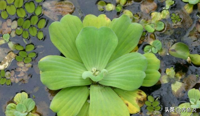 浮萍水草能净化水质 供观赏鱼很好的食物 这3种浮萍好看又好养 今日头条