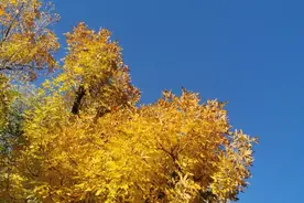 鲤鱼山公园赏秋。图片