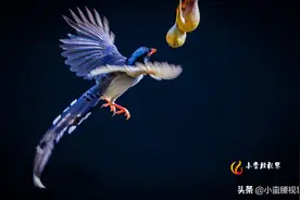 吉祥鸟：红嘴蓝鹊，王母信使——青鸟殷勤为探看图片