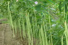 玉米地里套种豆角，注意好这4点，既节约人工还能增加经济效益图片