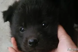 老汉路边捡回小土狗，养大后却从来不叫，被人举报才发现不对图片