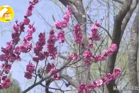倒春寒来了！骤降12℃！今起陕西多地迎来大风+降温+降水图片