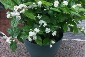 养好茉莉有诀窍，注意5个小细节，轻松养出好花朵图片