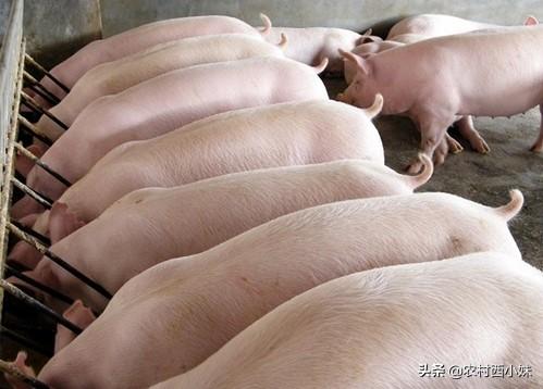 猪为啥会咬尾巴？猪咬尾怎么办？你知道吗