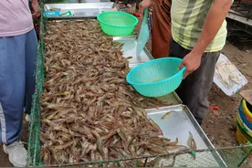 大虾保鲜：直接扔冰箱是错的，虾贩教你一招，冻一年仍鲜嫩有弹性图片