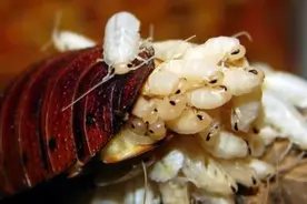 蟑螂奶能成为超级食品吗？印度科学家表示营养价值是牛奶的4倍图片