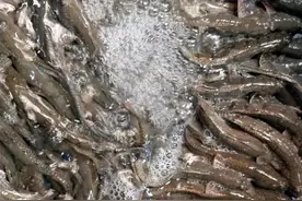 莆田美食：跳跳鱼图片
